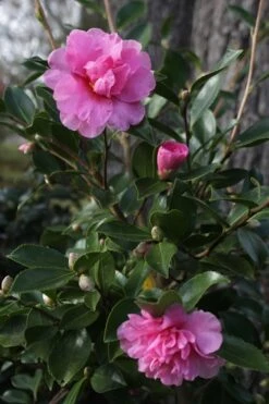 Showa No Sakae Dwarf Camellia Sasanqua - 1 Gallon Pot -SHRUBS and BUSHES Shop Camellia Showa No Sakae 12
