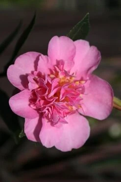 Showa No Sakae Dwarf Camellia Sasanqua - 1 Gallon Pot -SHRUBS and BUSHES Shop Camellia Showa No Sakae 13