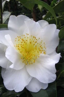 Silver Waves Camellia Japonica - 1 Gallon Pot