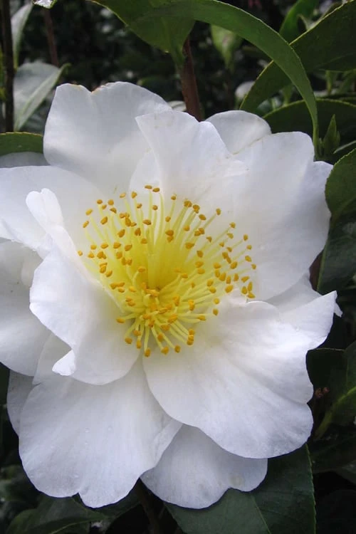 Silver Waves Camellia Japonica - 1 Gallon Pot 3 Silver Waves Camellia Japonica - 1 Gallon Pot