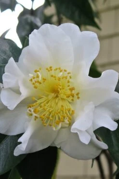 Silver Waves Camellia Japonica - 1 Gallon Pot 10 Silver Waves Camellia Japonica - 1 Gallon Pot -SHRUBS and BUSHES Shop Camellia Silver Waves 6