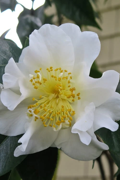 Silver Waves Camellia Japonica - 1 Gallon Pot 6 Silver Waves Camellia Japonica - 1 Gallon Pot - Image 4