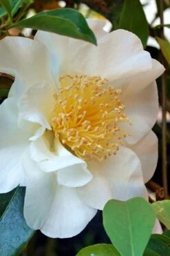 Silver Waves Camellia Japonica - 1 Gallon Pot 11 Silver Waves Camellia Japonica - 1 Gallon Pot -SHRUBS and BUSHES Shop Camellia Silver Waves 7