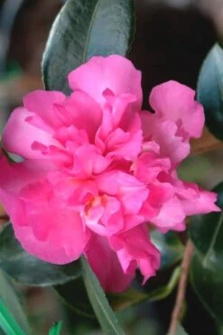 Sparkling Burgundy Camellia Sasanqua - 3 Gallon Pot 10 Sparkling Burgundy Camellia Sasanqua - 3 Gallon Pot -SHRUBS and BUSHES Shop Camellia Sparkling Burgundy 21