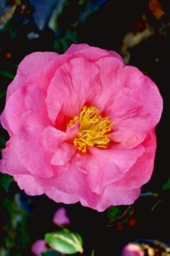 Stephanie Golden Dwarf Camellia Sasanqua - 3 Gallon Pot -SHRUBS and BUSHES Shop Camellia Stephanie Golden 12