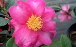 Stephanie Golden Dwarf Camellia Sasanqua - 3 Gallon Pot -SHRUBS and BUSHES Shop Camellia Stephanie Golden Closeup Flower