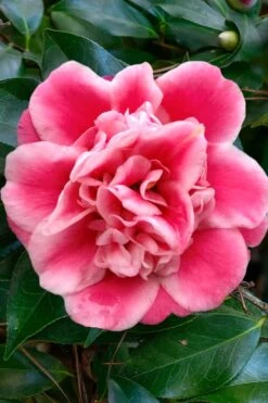 Tama Bambino Camellia Japonica - 3 Gallon Pot 15 Tama Bambino Camellia Japonica - 3 Gallon Pot -SHRUBS and BUSHES Shop Camellia Tama Bambino 1