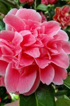 Tama Bambino Camellia Japonica - 3 Gallon Pot 13 Tama Bambino Camellia Japonica - 3 Gallon Pot -SHRUBS and BUSHES Shop Camellia Tama Bambino 10