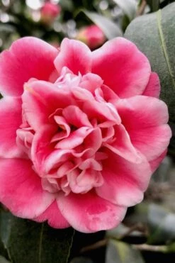 Tama Bambino Camellia Japonica - 3 Gallon Pot 12 Tama Bambino Camellia Japonica - 3 Gallon Pot -SHRUBS and BUSHES Shop Camellia Tama Bambino 11