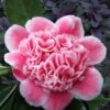 Tama Bambino Camellia Japonica - 3 Gallon Pot 1 Tama Bambino Camellia Japonica - 3 Gallon Pot -SHRUBS and BUSHES Shop Camellia Tama Bambino 12
