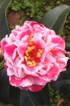 Tama Bambino Camellia Japonica - 3 Gallon Pot 14 Tama Bambino Camellia Japonica - 3 Gallon Pot -SHRUBS and BUSHES Shop Camellia Tama Bambino 2