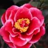 Tama Vino Camellia Japonica - 1 Gallon Pot 1 Tama Vino Camellia Japonica - 1 Gallon Pot -SHRUBS and BUSHES Shop Camellia Tama Vinio 10