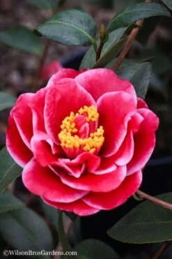 Tama Vino Camellia Japonica - 1 Gallon Pot 15 Tama Vino Camellia Japonica - 1 Gallon Pot -SHRUBS and BUSHES Shop Camellia Tama Vinio 7
