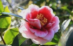 Tama Vino Camellia Japonica - 1 Gallon Pot 17 Tama Vino Camellia Japonica - 1 Gallon Pot -SHRUBS and BUSHES Shop Camellia Tama Vino 7