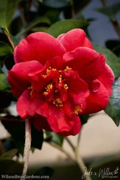 Tama Vino Camellia Japonica - 1 Gallon Pot 16 Tama Vino Camellia Japonica - 1 Gallon Pot -SHRUBS and BUSHES Shop Camellia Tama Vino JW 1