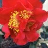Turandot Camellia Japonica - 7 Gallon Pot 1 Turandot Camellia Japonica - 7 Gallon Pot -SHRUBS and BUSHES Shop Camellia Turandot 6
