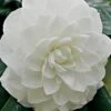 White By The Gate Camellia Japonica - 7 Gallon Pot 2 White By The Gate Camellia Japonica - 7 Gallon Pot -SHRUBS and BUSHES Shop Camellia White By The Gate 5