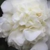 White Debutante Camellia Japonica - 3 Gallon Pot 1 White Debutante Camellia Japonica - 3 Gallon Pot -SHRUBS and BUSHES Shop Camellia White Debutante 21