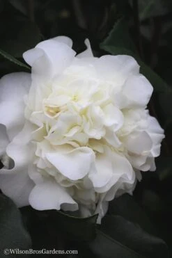 White Debutante Camellia Japonica - 3 Gallon Pot 13 White Debutante Camellia Japonica - 3 Gallon Pot -SHRUBS and BUSHES Shop Camellia White Debutante 22
