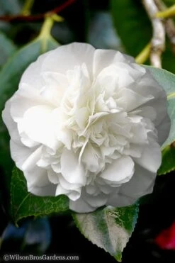 White Debutante Camellia Japonica - 3 Gallon Pot 12 White Debutante Camellia Japonica - 3 Gallon Pot -SHRUBS and BUSHES Shop Camellia White Debutante 5
