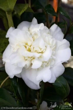 White Debutante Camellia Japonica - 3 Gallon Pot 11 White Debutante Camellia Japonica - 3 Gallon Pot -SHRUBS and BUSHES Shop Camellia White Debutante JW 2