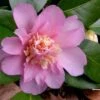 Winter's Interlude Cold Hardy Pink Camellia - 3 Gallon Pot 1 Winter's Interlude Cold Hardy Pink Camellia - 3 Gallon Pot -SHRUBS and BUSHES Shop Camellia Winters Interlude 1