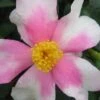 Yume Camellia Sasanqua - 3 Gallon Pot -SHRUBS and BUSHES Shop Camellia Yume 1