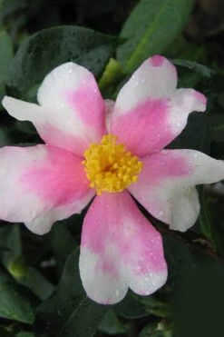 Yume Camellia Sasanqua - 3 Gallon Pot 13 Yume Camellia Sasanqua - 3 Gallon Pot -SHRUBS and BUSHES Shop Camellia Yume 2