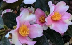 Yume Camellia Sasanqua - 3 Gallon Pot 11 Yume Camellia Sasanqua - 3 Gallon Pot -SHRUBS and BUSHES Shop Camellia Yume 5