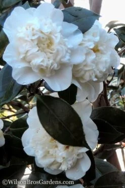 Fifth Avenue White Camellia Japonica - 3 Gallon Pot 10 Fifth Avenue White Camellia Japonica - 3 Gallon Pot -SHRUBS and BUSHES Shop Camellia fifth avenue 20
