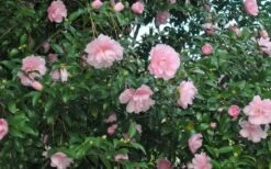 Cotton Candy Camellia Sasanqua - 6 Pack Of 1 Gallon Pots -SHRUBS and BUSHES Shop CamelliaCottonCandy 2