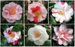 Lady Vansittart Multicolor Camellia Japonica - 1 Gallon Pot -SHRUBS and BUSHES Shop CamelliaLadyVasittart 2
