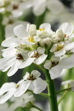Tahoe Candytuft - Iberis Sempervirens - 10 Count Flat Of Quart Pots -SHRUBS and BUSHES Shop Candytuft Tahoe 1