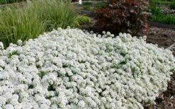 Tahoe Candytuft - Iberis Sempervirens - 10 Count Flat Of Quart Pots -SHRUBS and BUSHES Shop Candytuft Tahoe 3