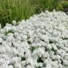 Tahoe Candytuft - Iberis Sempervirens - 10 Count Flat Of Quart Pots -SHRUBS and BUSHES Shop Candytuft Tahoe 4
