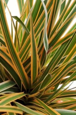 Evercolor Everglow Carex - 1 Gallon Pot 11 Evercolor Everglow Carex - 1 Gallon Pot -SHRUBS and BUSHES Shop Carex Evercolor Everglow 1