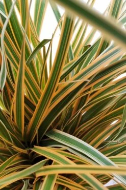 Evercolor Everglow Carex - 1 Gallon Pot 10 Evercolor Everglow Carex - 1 Gallon Pot -SHRUBS and BUSHES Shop Carex Evercolor Everglow 2