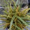 Evercolor Everglow Carex - 1 Gallon Pot -SHRUBS and BUSHES Shop Carex Evercolor Everglow 3