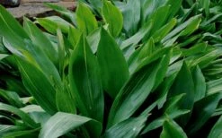 Cast Iron Plant - 1 Gallon Pot -SHRUBS and BUSHES Shop Cast Iron Plant 1