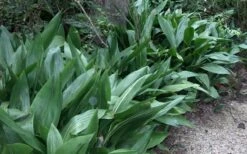 Cast Iron Plant - 3 Gallon Pot -SHRUBS and BUSHES Shop Cast Iron Plant 3 1