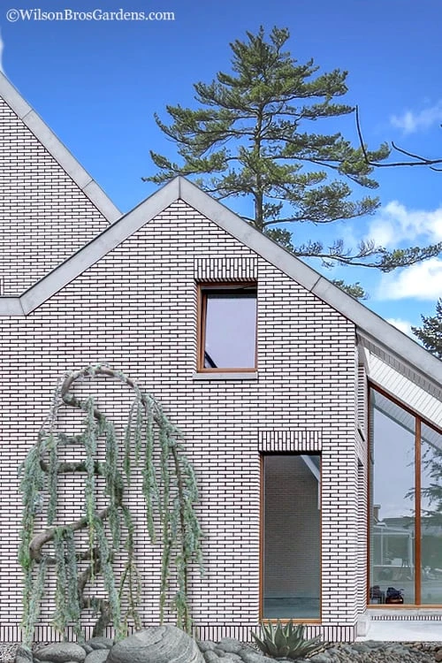 Serpentine Weeping Blue Atlas Cedar - 5 Gallon Pot 3 Serpentine Weeping Blue Atlas Cedar - 5 Gallon Pot