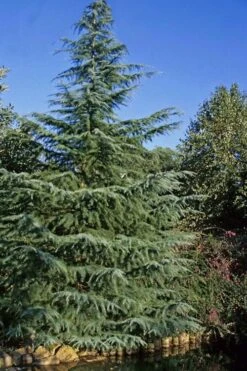 Deodar Cedar Tree - 6 Pack Of 1 Gallon Pots 14 Deodar Cedar Tree - 6 Pack Of 1 Gallon Pots -SHRUBS and BUSHES Shop Cedar Deodar 23