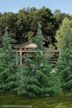 Deodar Cedar Tree - 6 Pack Of 1 Gallon Pots 13 Deodar Cedar Tree - 6 Pack Of 1 Gallon Pots -SHRUBS and BUSHES Shop Cedar Deodar 24