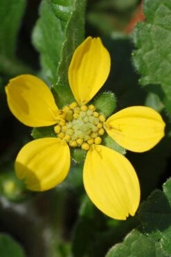 Chrysogonum Green And Gold (Goldenstar) - 6 Pack Of Pint Pots -SHRUBS and BUSHES Shop Chrysogonum virginianum Green And Gold 1
