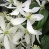 Snowdrift Evergreen Clematis Armandii - 2 Gallon Pot -SHRUBS and BUSHES Shop Clematis Armandii Snowdrift 500x750 2