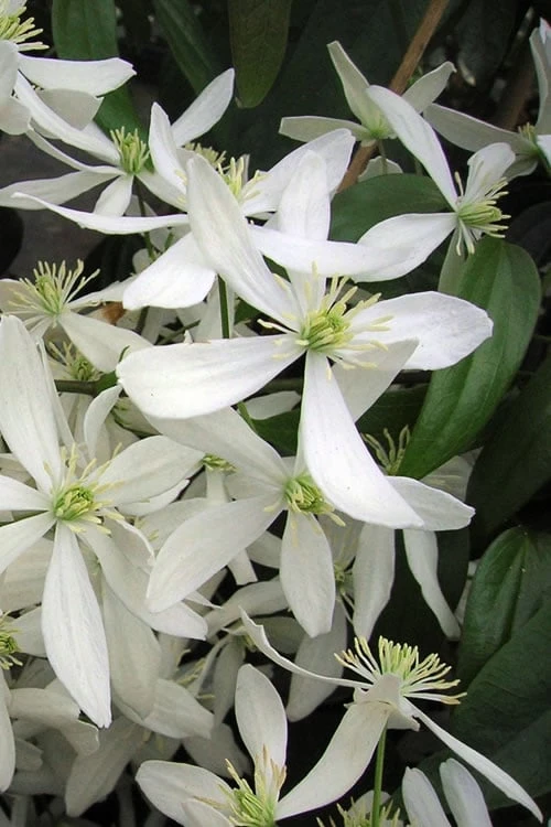 Snowdrift Evergreen Clematis Armandii - 2 Gallon Pot 3 Snowdrift Evergreen Clematis Armandii - 2 Gallon Pot