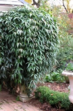 Snowdrift Evergreen Clematis Armandii - 1 Gallon Pot -SHRUBS and BUSHES Shop Clematis Armandii Snowdrift 52