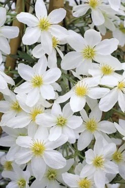 Avalanche Evergreen Clematis - 2 Gallon Pot -SHRUBS and BUSHES Shop Clematis Avalanche 10