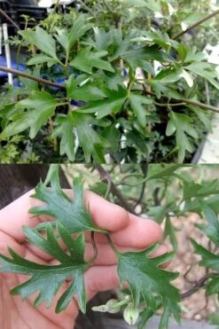 Avalanche Evergreen Clematis - 2 Gallon Pot -SHRUBS and BUSHES Shop Clematis Avalanche 15