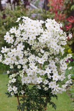 Avalanche Evergreen Clematis - 2 Gallon Pot -SHRUBS and BUSHES Shop Clematis Avalanche 5